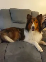 Lincoln, a male Shetland Sheepdog for sale in Martinsburg, PA – 1 of 10