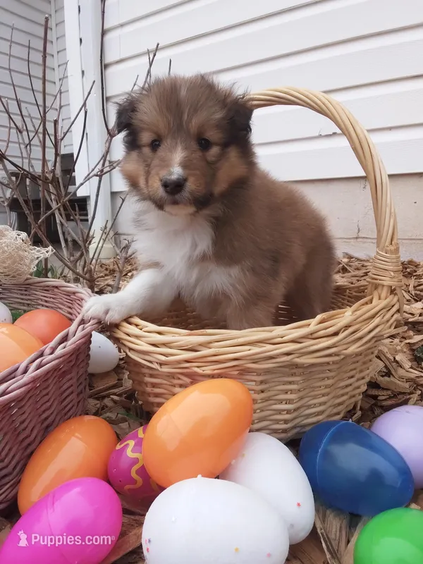 Olive – Shetland Sheepdog puppy for sale in Martinsburg, PA