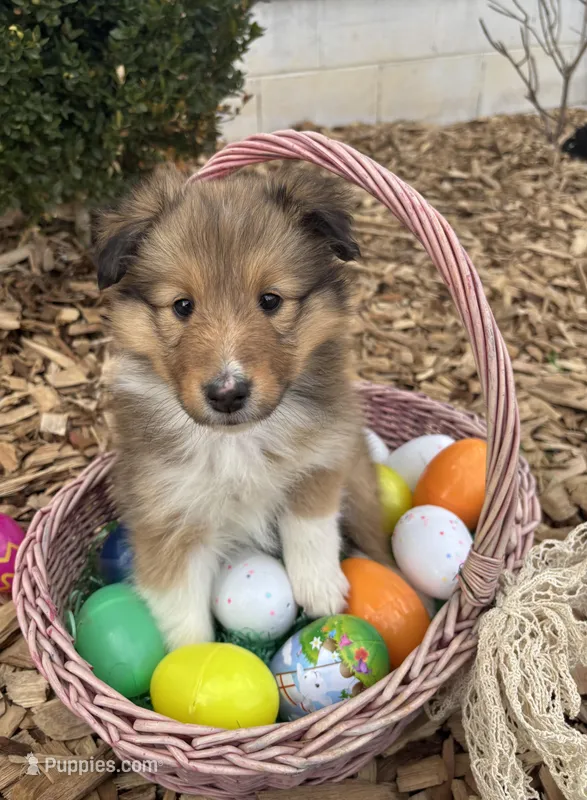 Olive – Shetland Sheepdog puppy on hold in Martinsburg, PA