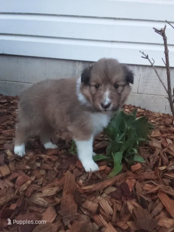 Olive – Shetland Sheepdog puppy for sale in Martinsburg, PA
