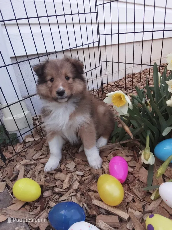 Olive – Shetland Sheepdog puppy on hold in Martinsburg, PA