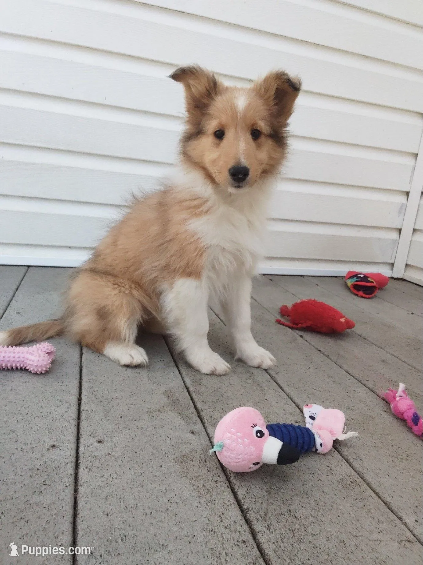 Laurel, a female Shetland Sheepdog for sale in Martinsburg, PA – 2 of 10