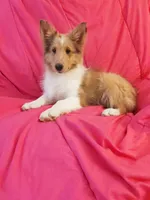 Laurel, a female Shetland Sheepdog for sale in Martinsburg, PA – 3 of 9