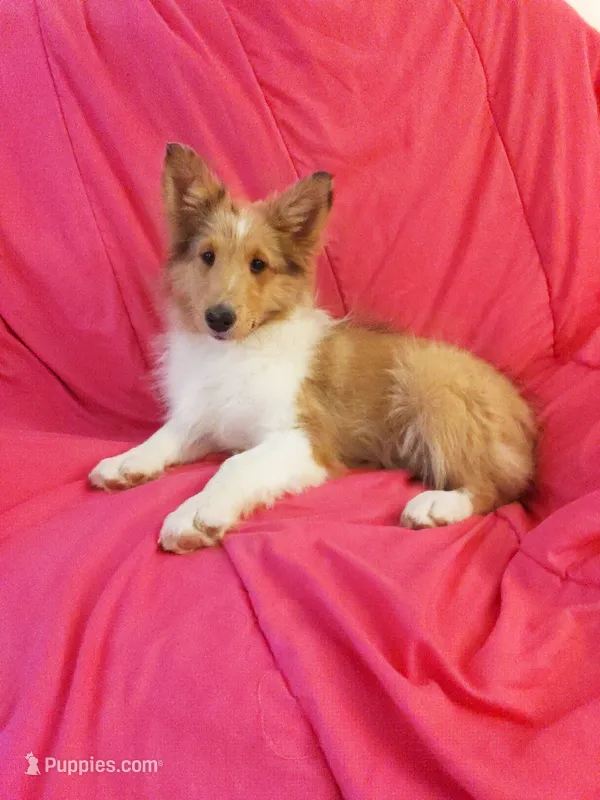 Laurel – Shetland Sheepdog puppy for sale in Martinsburg, PA