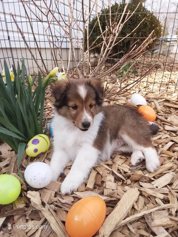 Aphrodite – Shetland Sheepdog puppy for sale in Martinsburg, PA