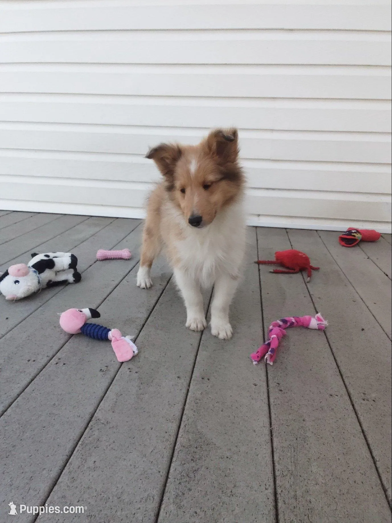 Laurel, a female Shetland Sheepdog for sale in Martinsburg, PA – 3 of 10