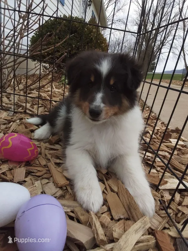 Zeus – Shetland Sheepdog puppy for sale in Martinsburg, PA