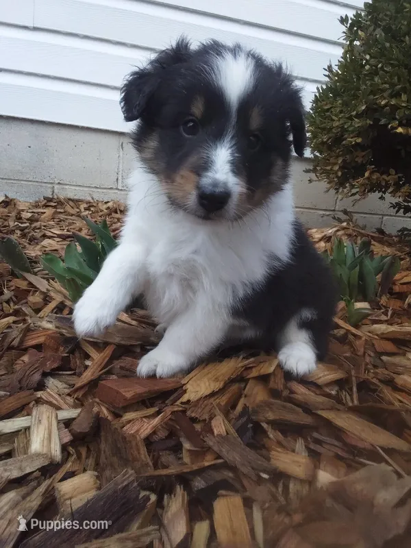 Zeus – Shetland Sheepdog puppy for sale in Martinsburg, PA