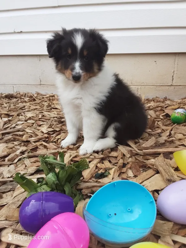 Zeus – Shetland Sheepdog puppy for sale in Martinsburg, PA