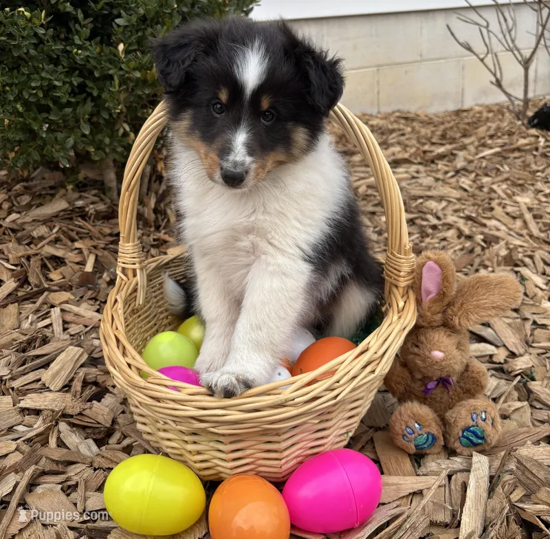 Zeus – Shetland Sheepdog puppy for sale in Martinsburg, PA