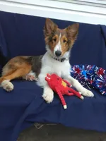 Lincoln, a male Shetland Sheepdog for sale in Martinsburg, PA – Photo 3 of 9