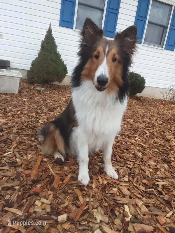 Lincoln – Shetland Sheepdog puppy for sale in Martinsburg, PA