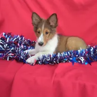 Lincoln, a male Shetland Sheepdog for sale in Martinsburg, PA – Photo 5 of 9