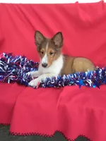 Lincoln, a male Shetland Sheepdog for sale in Martinsburg, PA – Photo 5 of 9