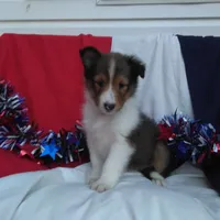 Lincoln, a male Shetland Sheepdog for sale in Martinsburg, PA – Photo 9 of 9