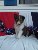 Lincoln, a male Shetland Sheepdog for sale in Martinsburg, PA – Photo 9 of 9