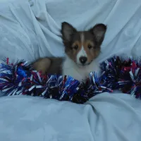 Lincoln, a male Shetland Sheepdog for sale in Martinsburg, PA – Photo 7 of 9