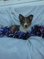 Lincoln, a male Shetland Sheepdog for sale in Martinsburg, PA – Photo 7 of 9