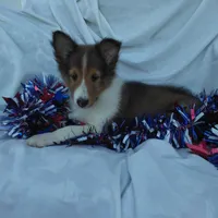 Lincoln, a male Shetland Sheepdog for sale in Martinsburg, PA – Photo 6 of 9