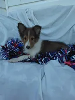 Lincoln, a male Shetland Sheepdog for sale in Martinsburg, PA – Photo 6 of 9