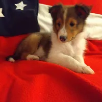 Lincoln, a male Shetland Sheepdog for sale in Martinsburg, PA – Photo 8 of 9