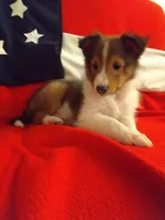 Lincoln, a male Shetland Sheepdog for sale in Martinsburg, PA – Photo 8 of 9