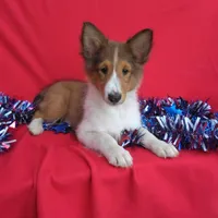 Lincoln, a male Shetland Sheepdog for sale in Martinsburg, PA – Photo 4 of 9