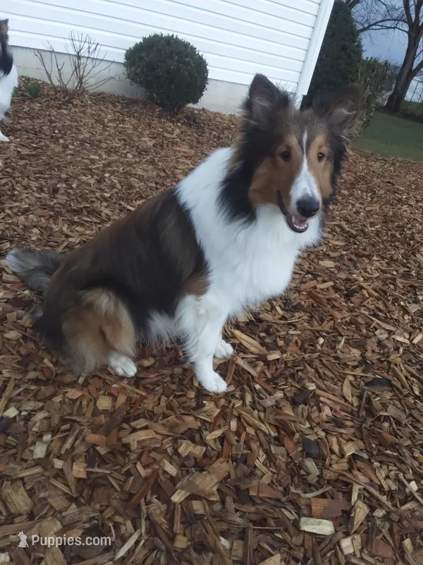 Lincoln – Shetland Sheepdog puppy for sale in Martinsburg, PA