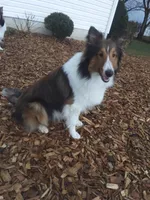 Lincoln, a male Shetland Sheepdog for sale in Martinsburg, PA – Photo 1 of 9
