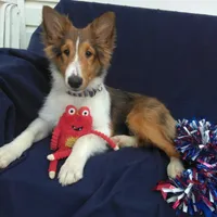 Lincoln, a male Shetland Sheepdog for sale in Martinsburg, PA – Photo 2 of 9