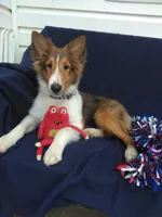 Lincoln, a male Shetland Sheepdog for sale in Martinsburg, PA – Photo 1 of 9