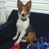 Lincoln, a male Shetland Sheepdog for sale in Martinsburg, PA – Photo 3 of 9