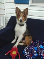 Lincoln, a male Shetland Sheepdog for sale in Martinsburg, PA – Photo 2 of 9