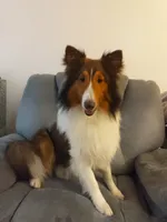 Lincoln, a male Shetland Sheepdog for sale in Martinsburg, PA – 3 of 10