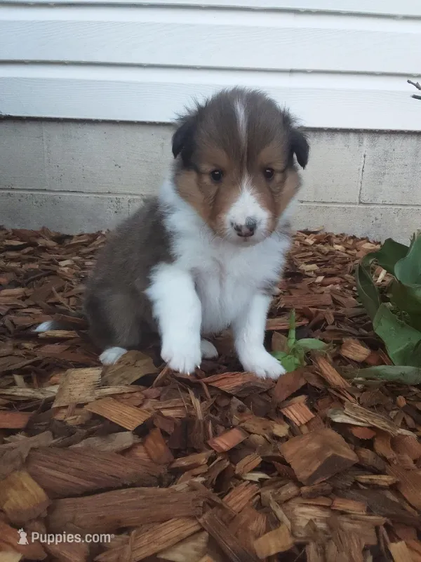Aspen – Shetland Sheepdog puppy for sale in Martinsburg, PA