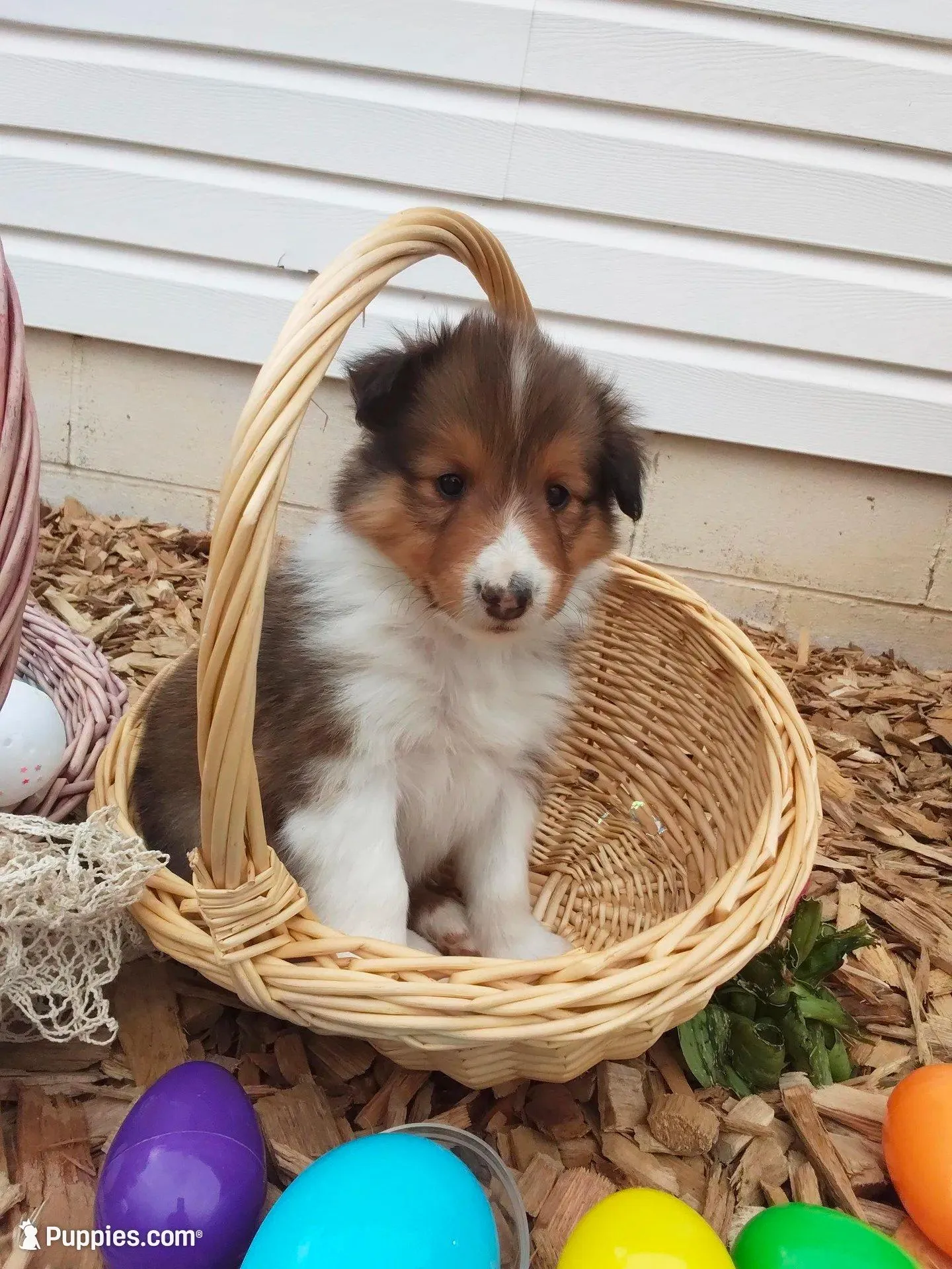 Aspen, a male Shetland Sheepdog for sale in Martinsburg, PA – 9 of 10
