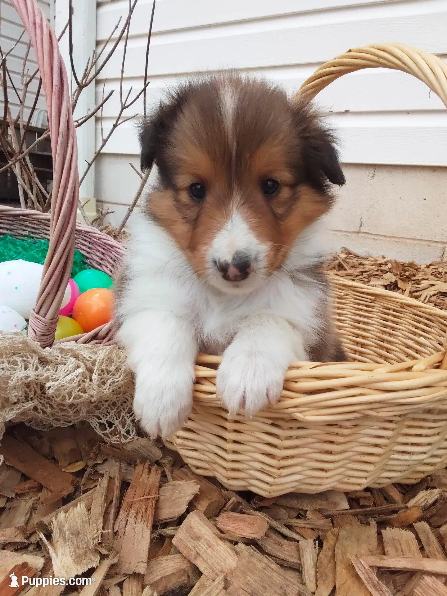 Aspen – Shetland Sheepdog puppy for sale in Martinsburg, PA