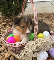 Aspen, a male Shetland Sheepdog for sale in Martinsburg, PA – 7 of 10