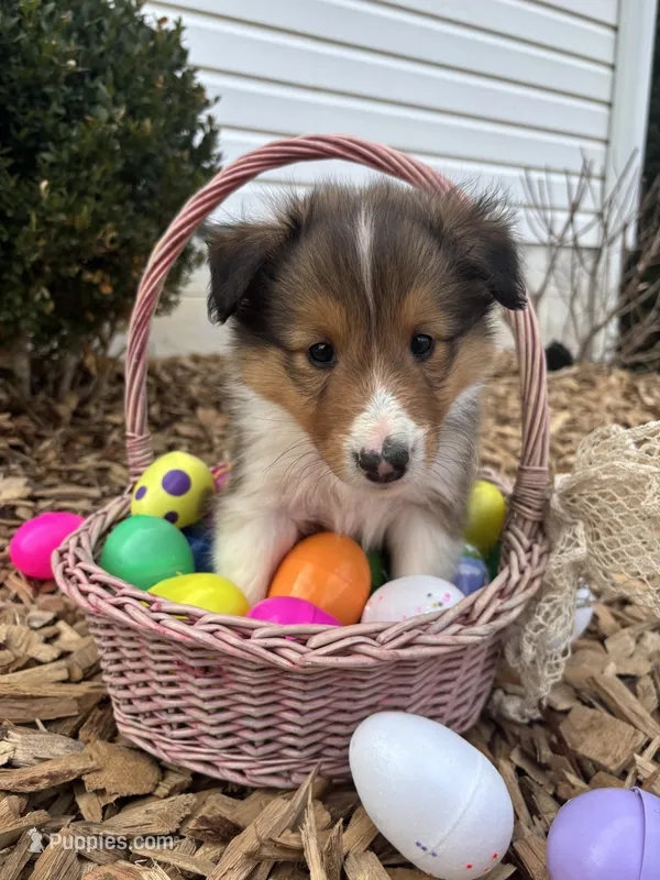 Aspen – Shetland Sheepdog puppy for sale in Martinsburg, PA