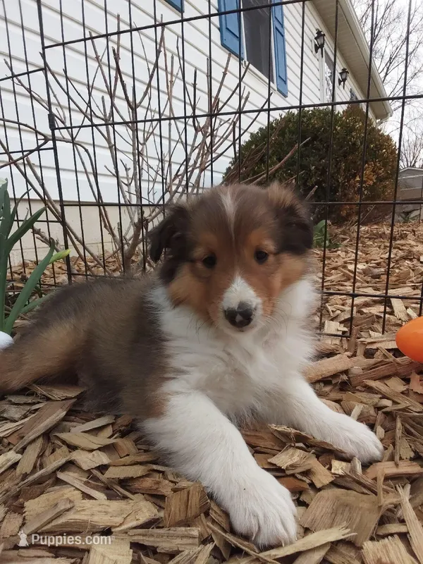 Aspen – Shetland Sheepdog puppy for sale in Martinsburg, PA
