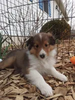 Aspen, a male Shetland Sheepdog for sale in Martinsburg, PA – 4 of 10