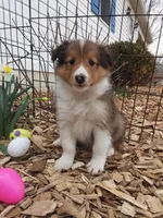 Aspen, a male Shetland Sheepdog for sale in Martinsburg, PA – 5 of 10