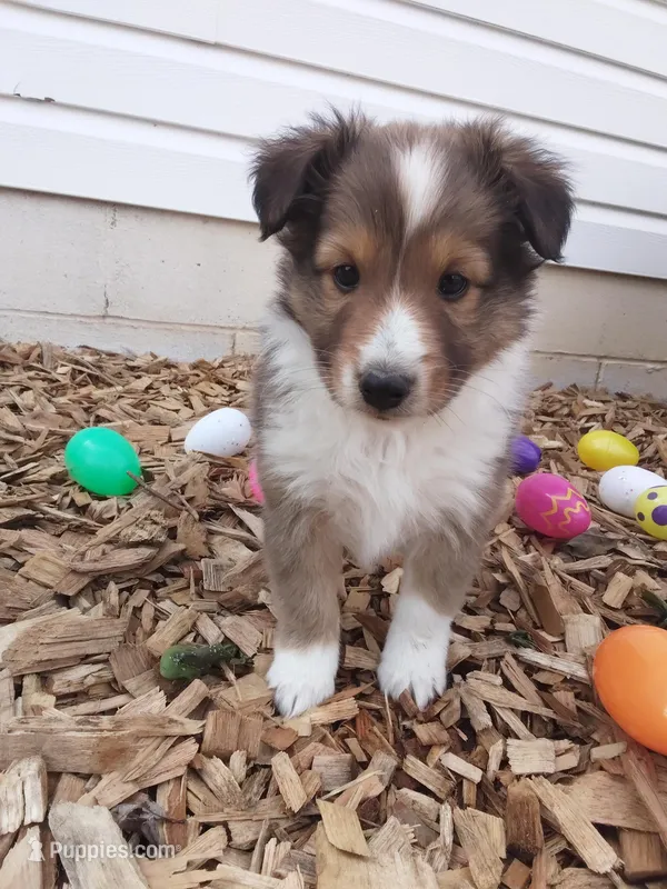 Athena – Shetland Sheepdog puppy for sale in Martinsburg, PA