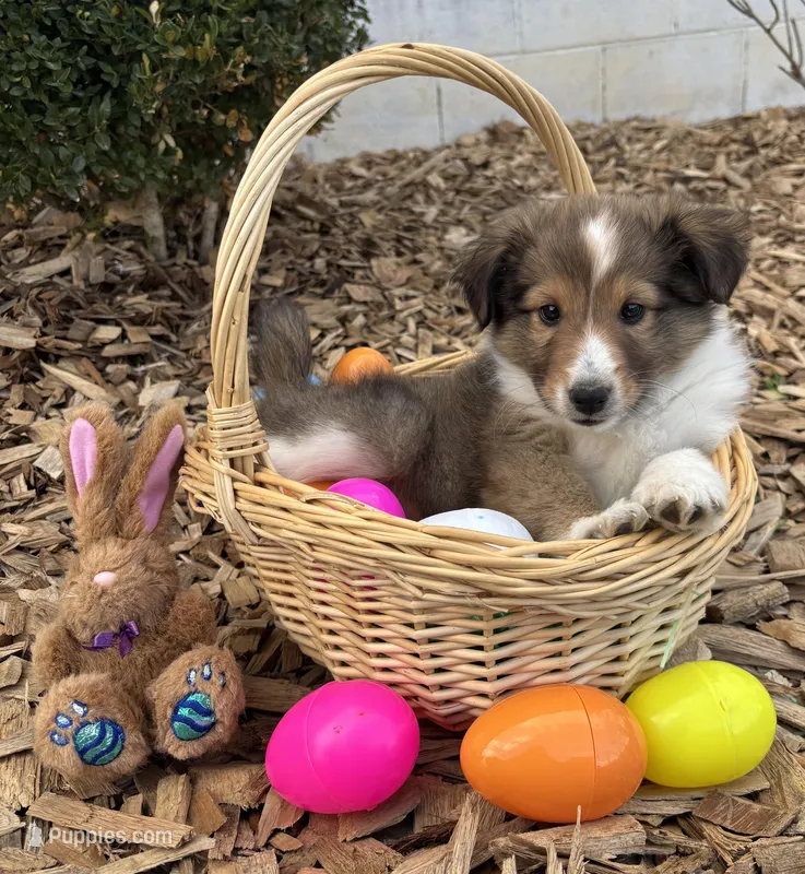 Athena – Shetland Sheepdog puppy for sale in Martinsburg, PA