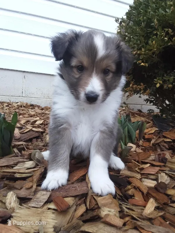 Athena – Shetland Sheepdog puppy for sale in Martinsburg, PA