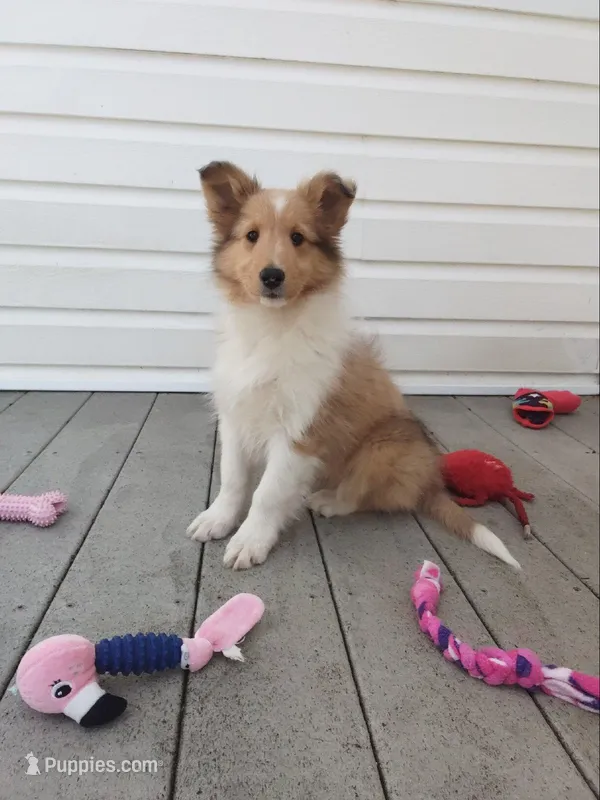 Laurel – Shetland Sheepdog puppy for sale in Martinsburg, PA