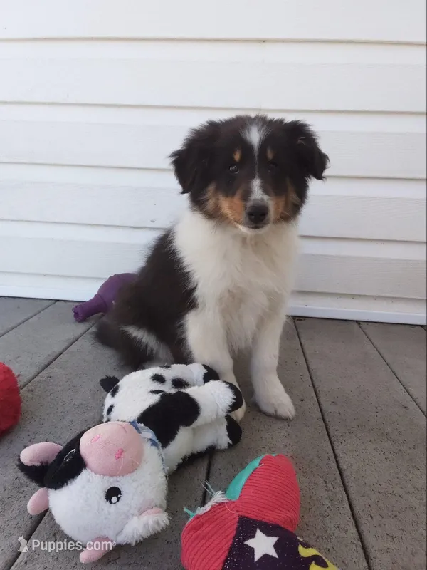 Zeus – Shetland Sheepdog puppy for sale in Martinsburg, PA