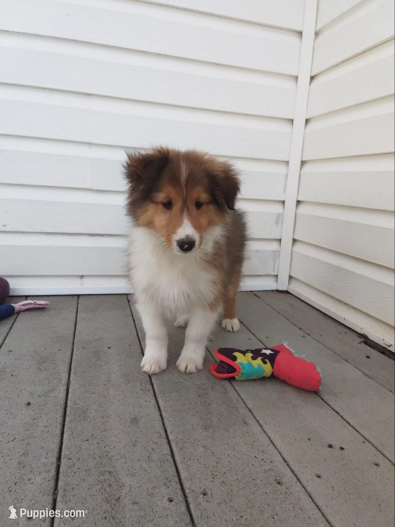 Aspen, a male Shetland Sheepdog for sale in Martinsburg, PA – 3 of 10