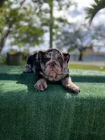 Dolce, a female English Bulldog for sale in Miramar, FL – Photo 4 of 4