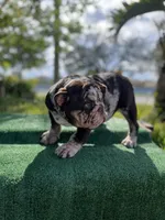 Dolce, a female English Bulldog for sale in Miramar, FL – Photo 1 of 4
